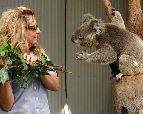 Koala Blank Meme Template