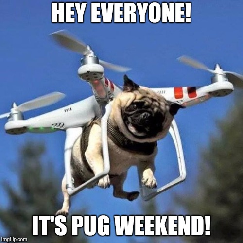 Introducing pug weekend, a Hypnosis_Hypnotist_Hypnosis_Hypn  event | HEY EVERYONE! IT'S PUG WEEKEND! | image tagged in flying pug,pug weekend,pugs,pug,dashhopes,raydog | made w/ Imgflip meme maker