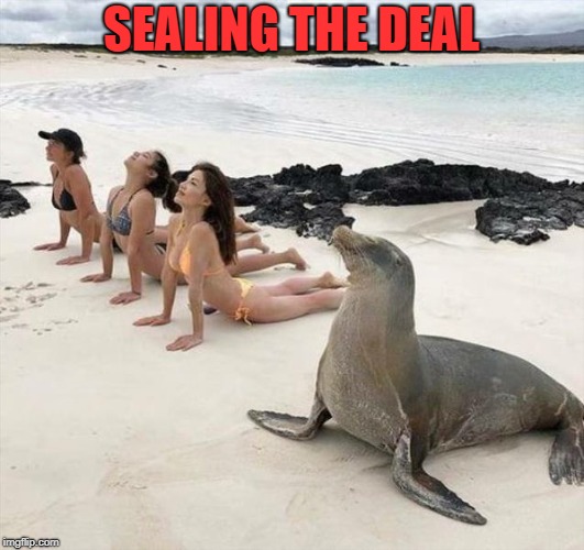 Slippery When Wet | SEALING THE DEAL | image tagged in memes,funny,attempted,sexy,girls,a friggin seal | made w/ Imgflip meme maker