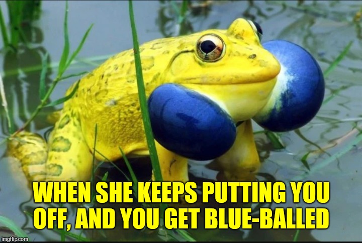 Frog Week, June 4-10, a JBmemegeek & giveuahint event! | WHEN SHE KEEPS PUTTING YOU OFF, AND YOU GET BLUE-BALLED | image tagged in jbmemegeek,giveuahint,frog week,frogs,funny animals | made w/ Imgflip meme maker
