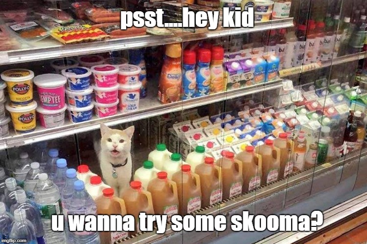 skooma cat |  psst....hey kid; u wanna try some skooma? | image tagged in skooma,skyrim,khajiit,elder scrolls,dragonborn | made w/ Imgflip meme maker