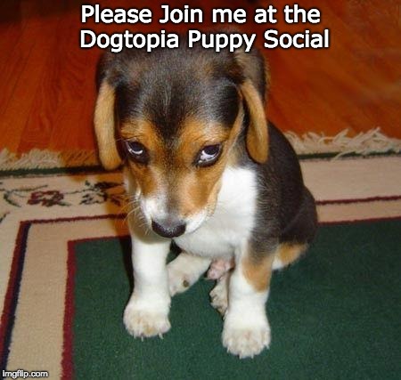 ashamed puppy | Please Join me at the Dogtopia Puppy Social | image tagged in ashamed puppy | made w/ Imgflip meme maker