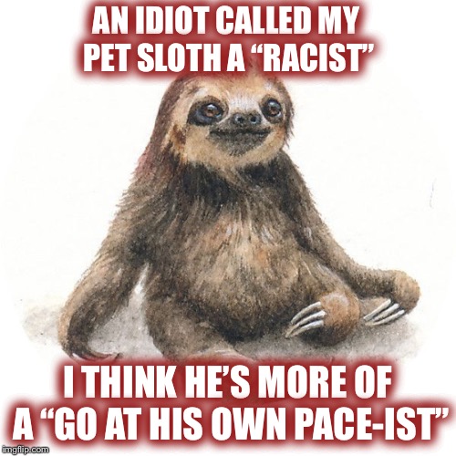 How can a sloht wins race? They move soooo slooowwwww! | AN IDIOT CALLED MY PET SLOTH A “RACIST”; I THINK HE’S MORE OF A “GO AT HIS OWN PACE-IST” | image tagged in sloth,race | made w/ Imgflip meme maker