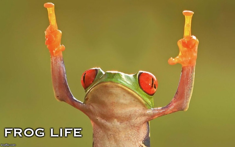 Frog Life | FROG LIFE | image tagged in frog,kermit the frog,frogs,fuck you,thug life,funny memes | made w/ Imgflip meme maker