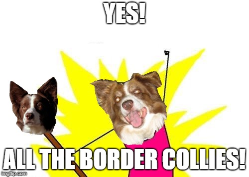 I love all dogs, just so you know. | YES! ALL THE BORDER COLLIES! | image tagged in memes,x all the y,chili the border collie,dogs,border collie | made w/ Imgflip meme maker