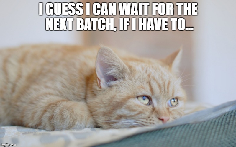sad cat | I GUESS I CAN WAIT FOR THE NEXT BATCH, IF I HAVE TO... | image tagged in sad cat | made w/ Imgflip meme maker