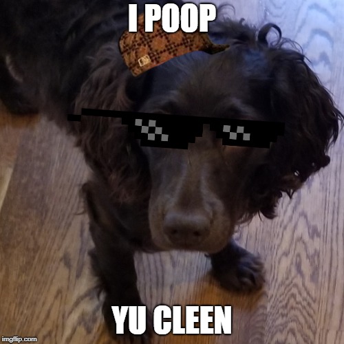 I POOP; YU CLEEN | image tagged in d-o-gog,gog,dog | made w/ Imgflip meme maker