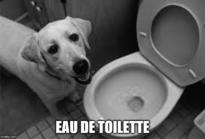 EAU DE TOILETTE | image tagged in dog about to drink from toilet | made w/ Imgflip meme maker