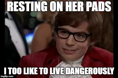 RESTING ON HER PADS I TOO LIKE TO LIVE DANGEROUSLY | made w/ Imgflip meme maker