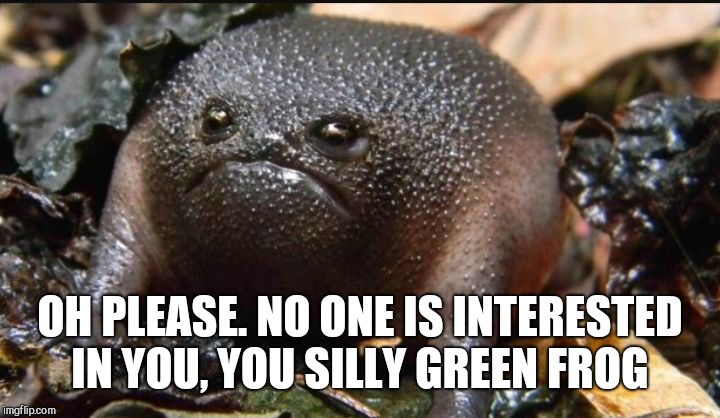 Grumpy Frog | OH PLEASE. NO ONE IS INTERESTED IN YOU, YOU SILLY GREEN FROG | image tagged in grumpy frog | made w/ Imgflip meme maker