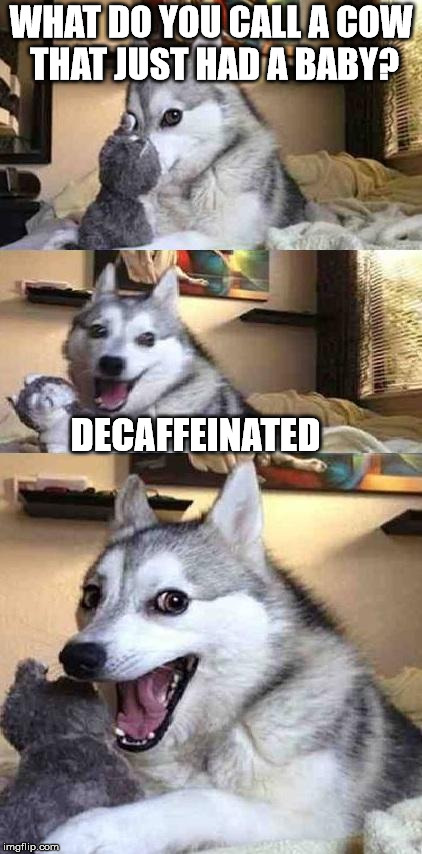 Dog Joke | WHAT DO YOU CALL A COW THAT JUST HAD A BABY? DECAFFEINATED | image tagged in dog joke | made w/ Imgflip meme maker