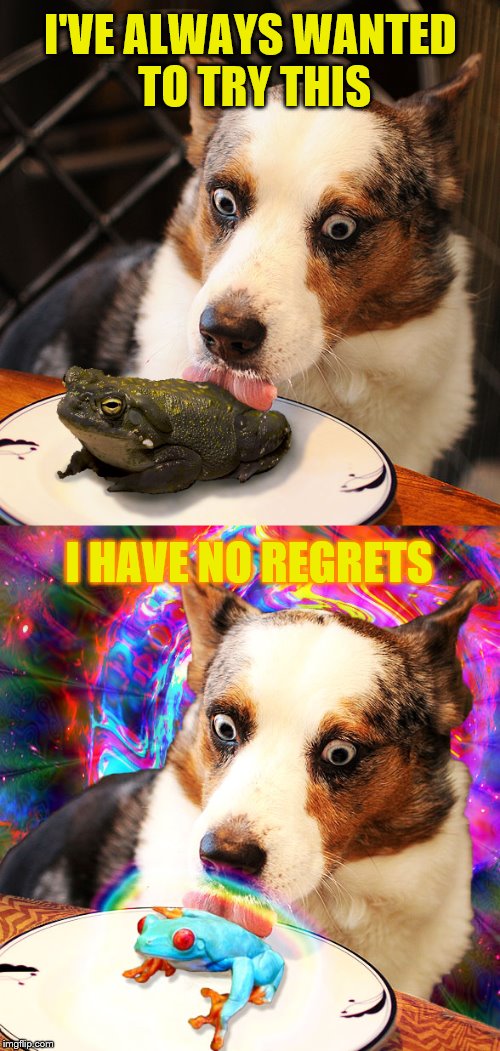 Dog licks frog (Frog Week June 4-10, a JBmemegeek & giveuahint event!) | I'VE ALWAYS WANTED TO TRY THIS; I HAVE NO REGRETS | image tagged in memes,dog licks frog,frog week,jbmemegeek,giveuahint | made w/ Imgflip meme maker