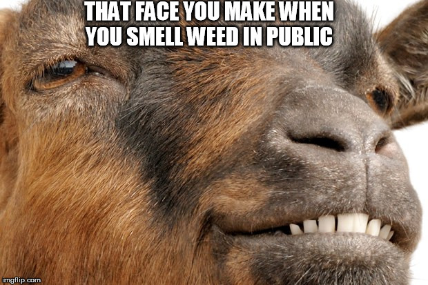 THAT FACE YOU MAKE WHEN YOU SMELL WEED IN PUBLIC | image tagged in weed,sexy,goat | made w/ Imgflip meme maker