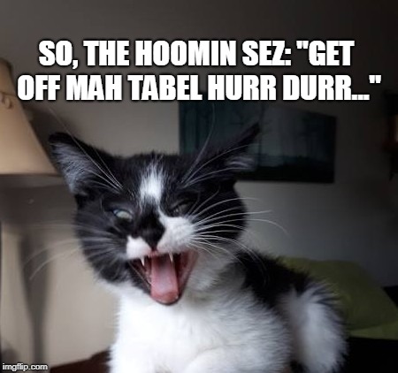 lolcat - table | SO, THE HOOMIN SEZ: "GET OFF MAH TABEL HURR DURR..." | image tagged in lolcat | made w/ Imgflip meme maker