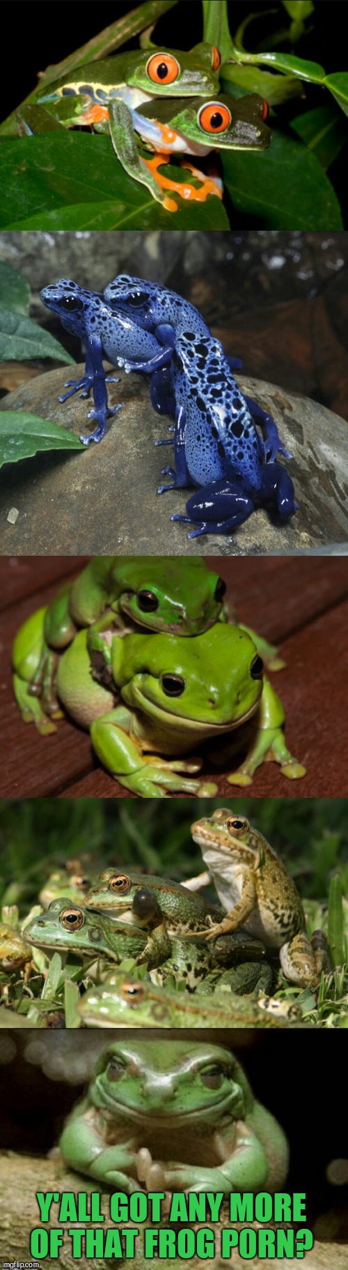 Frog Week, June 4-10, a JBmemegeek & giveuahint event!  | Y'ALL GOT ANY MORE OF THAT FROG P0RN? | image tagged in frog week,funny animals,jbmemegeek,giveuahint,memes,frogs | made w/ Imgflip meme maker