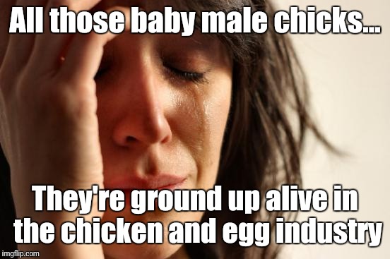 First World Problems | All those baby male chicks... They're ground up alive in the chicken and egg industry | image tagged in memes,first world problems | made w/ Imgflip meme maker
