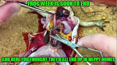 French chef licking his lips just out of camera shot (Frog Week, June 4-10, a JBmemegeek & giveuahint event) | FROG WEEK IS SOON TO END; AND HERE YOU THOUGHT THEY'D ALL END UP IN HAPPY HOMES | image tagged in memes,frog week,frogs | made w/ Imgflip meme maker