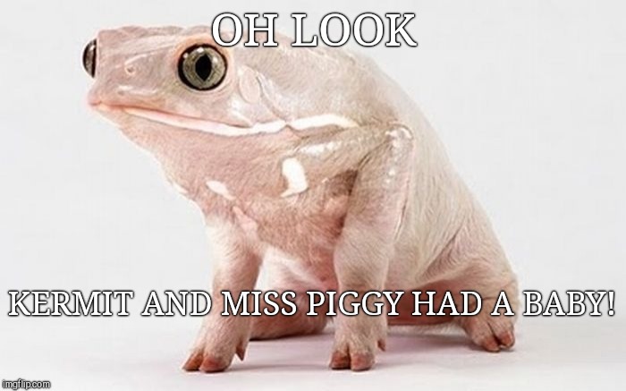  OH LOOK; KERMIT AND MISS PIGGY HAD A BABY! | image tagged in birth announcement,the muppets,frog week,weird | made w/ Imgflip meme maker