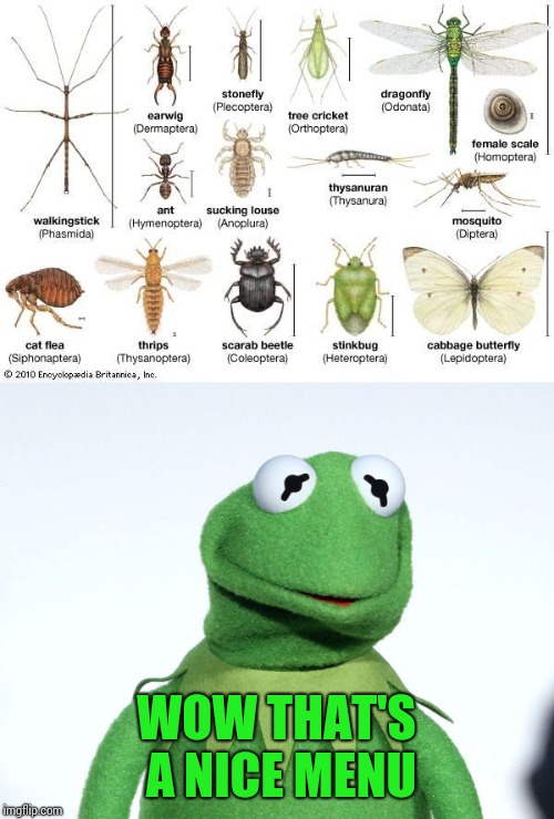 Frog's menu | WOW THAT'S A NICE MENU | image tagged in frog week,memes,menu | made w/ Imgflip meme maker
