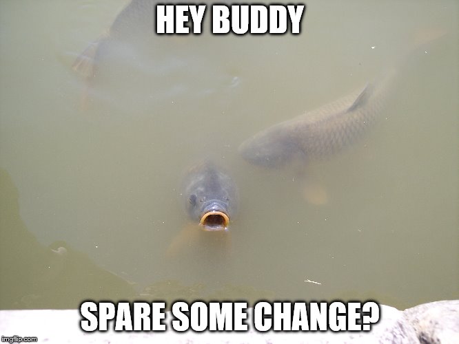 Beggar fish | HEY BUDDY; SPARE SOME CHANGE? | image tagged in fish,carp | made w/ Imgflip meme maker