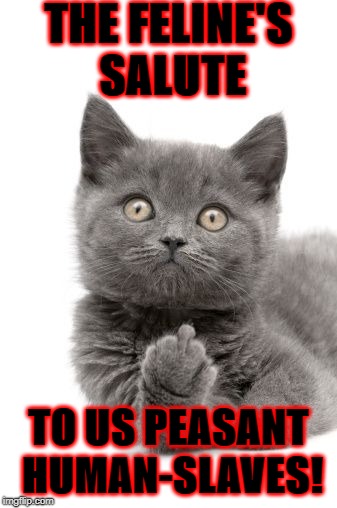 THE FELINE'S SALUTE; TO US PEASANT HUMAN-SLAVES! | image tagged in feline salute | made w/ Imgflip meme maker