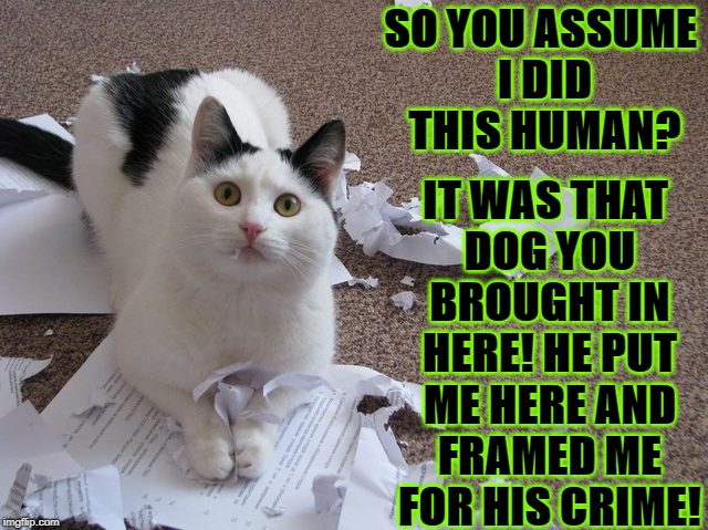 SO YOU ASSUME I DID THIS HUMAN? IT WAS THAT DOG YOU BROUGHT IN HERE! HE PUT ME HERE AND FRAMED ME FOR HIS CRIME! | image tagged in dog did it | made w/ Imgflip meme maker