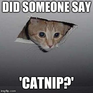 Ceiling Cat | DID SOMEONE SAY; 'CATNIP?' | image tagged in memes,ceiling cat | made w/ Imgflip meme maker