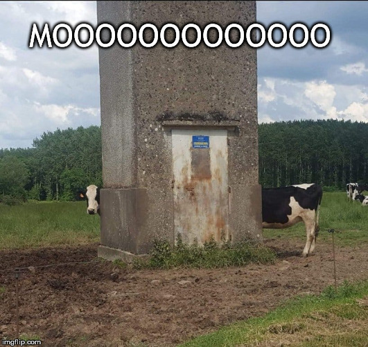 MOOOOOOOOOOOOO | image tagged in cow | made w/ Imgflip meme maker