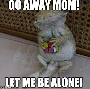 that one beared dragon be like | GO AWAY MOM! LET ME BE ALONE! | image tagged in dragon,memes | made w/ Imgflip meme maker