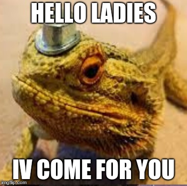 hellooooo | HELLO LADIES; IV COME FOR YOU | image tagged in dragon,memes | made w/ Imgflip meme maker