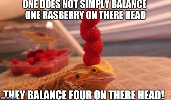 one does not simply | ONE DOES NOT SIMPLY BALANCE ONE RASBERRY ON THERE HEAD; THEY BALANCE FOUR ON THERE HEAD! | image tagged in dragon,memes,one does not simply | made w/ Imgflip meme maker