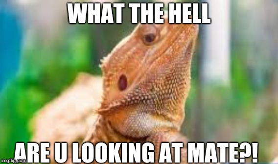 WHAT?! | WHAT THE HELL; ARE U LOOKING AT MATE?! | image tagged in dragon,what you looking at,fabulous | made w/ Imgflip meme maker
