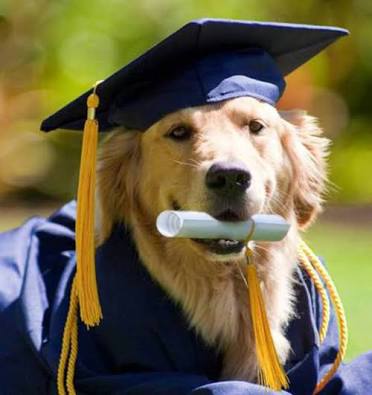 High Quality Graduate Doggo Blank Meme Template