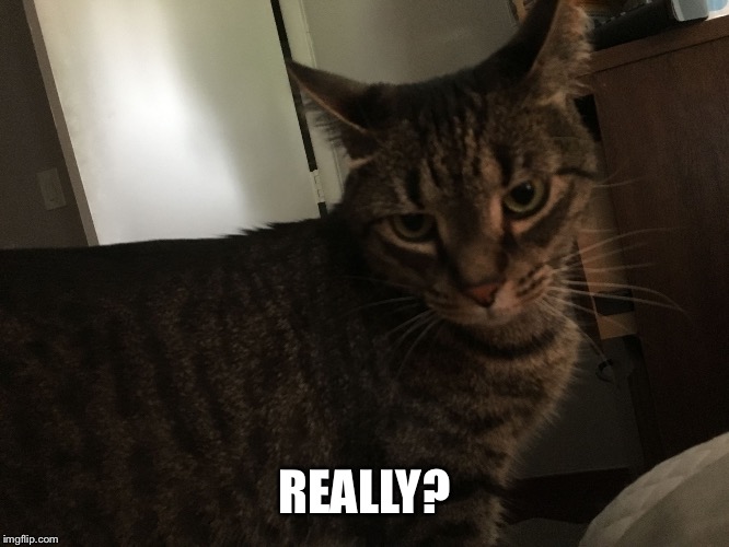 Disgusted Cat | REALLY? | image tagged in disgusted cat | made w/ Imgflip meme maker