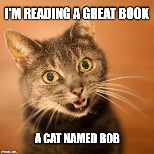 I'M READING A GREAT BOOK; A CAT NAMED BOB | image tagged in cat meme,cat,reading,books,kitty,laughing cat | made w/ Imgflip meme maker