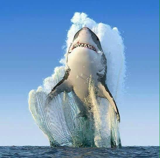 Shark jumping Blank Meme Template
