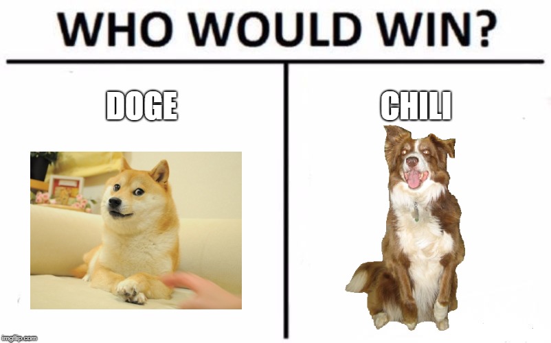 They're both so cute, I can't choose. | DOGE; CHILI | image tagged in who would win,doge,dogs,chili the border collie,border collie,shiba inu | made w/ Imgflip meme maker