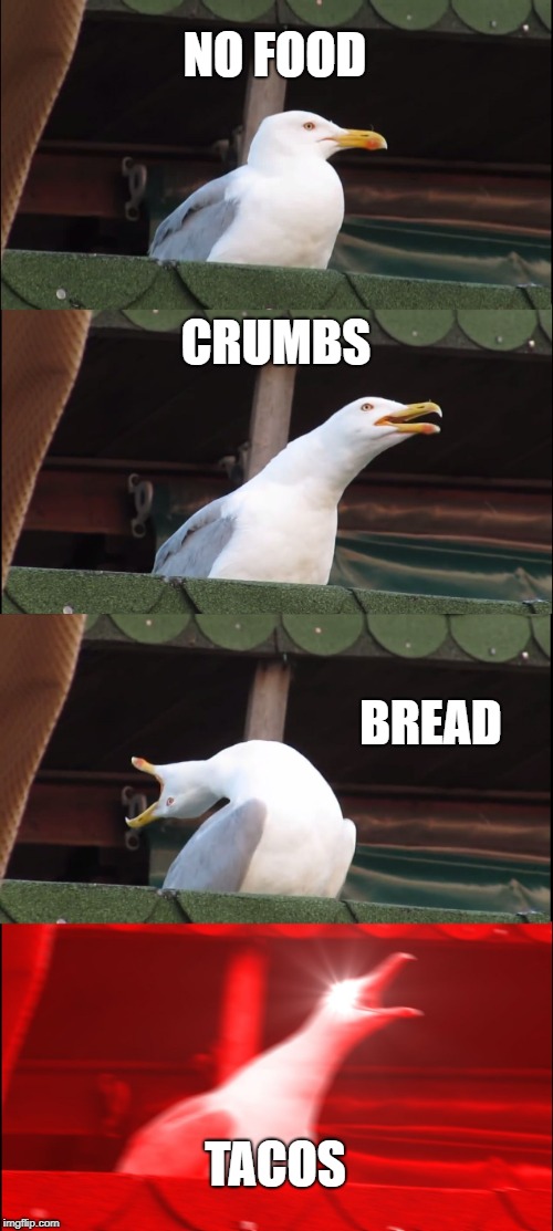 Inhaling Seagull Meme | NO FOOD; CRUMBS; BREAD; TACOS | image tagged in memes,inhaling seagull | made w/ Imgflip meme maker
