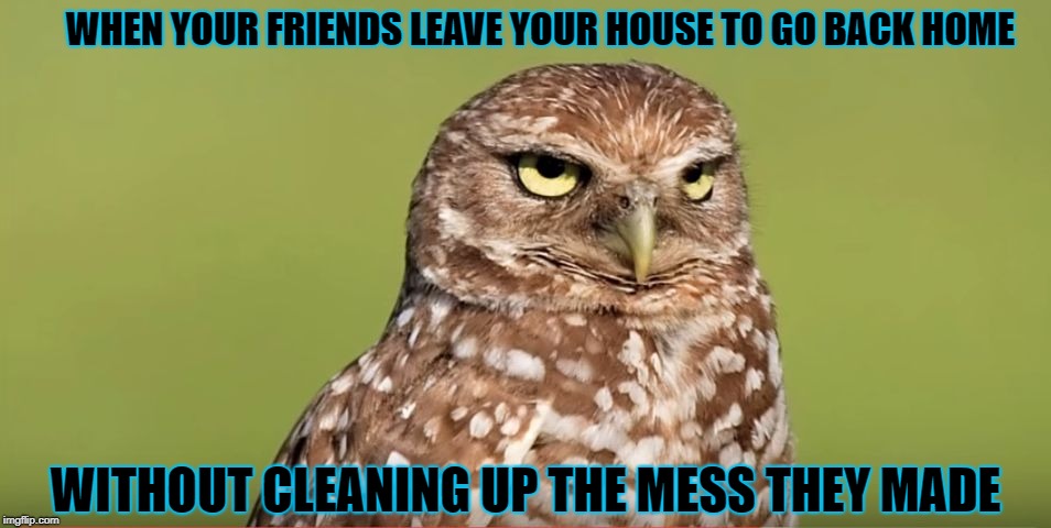 Death Stare Owl | WHEN YOUR FRIENDS LEAVE YOUR HOUSE TO GO BACK HOME; WITHOUT CLEANING UP THE MESS THEY MADE | image tagged in death stare owl,memes,doctordoomsday180,friends,house,mess | made w/ Imgflip meme maker