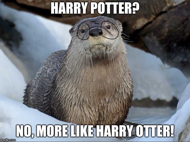 Harry Otter |  HARRY POTTER? NO, MORE LIKE HARRY OTTER! | image tagged in harry potter,otter | made w/ Imgflip meme maker