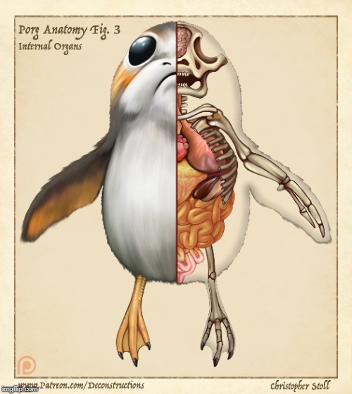 This needs no context | image tagged in images,porg,anatomy | made w/ Imgflip meme maker