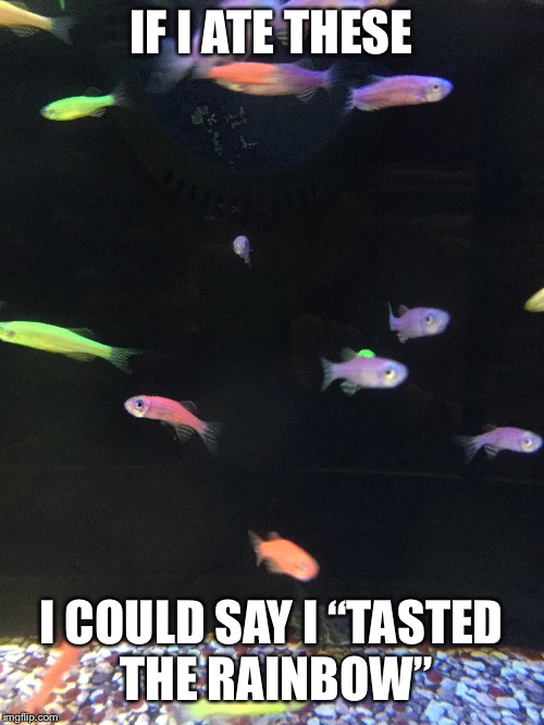 Rainbow fish | IF I ATE THESE; I COULD SAY I “TASTED THE RAINBOW” | image tagged in rainbow,taste the rainbow,fish,memes,meme,original meme | made w/ Imgflip meme maker