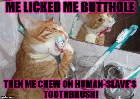 ME LICKED ME BUTTHOLE; THEN ME CHEW ON HUMAN-SLAVE'S TOOTHBRUSH! | image tagged in disgusting turd cat | made w/ Imgflip meme maker