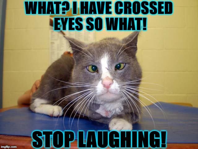 WHAT? I HAVE CROSSED EYES SO WHAT! STOP LAUGHING! | image tagged in furry and freaky | made w/ Imgflip meme maker
