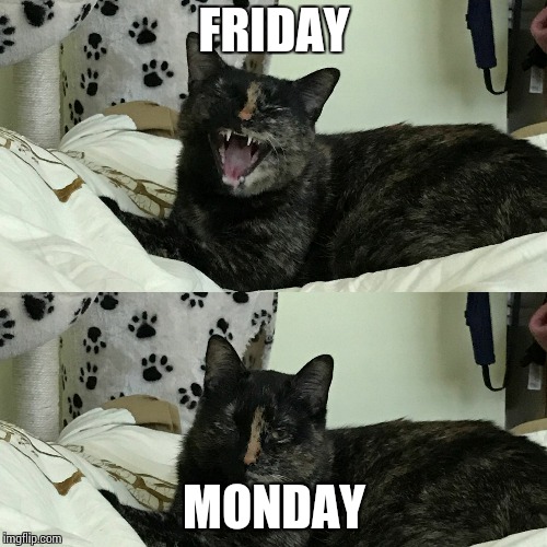 Funny cat | FRIDAY; MONDAY | image tagged in funny cat | made w/ Imgflip meme maker