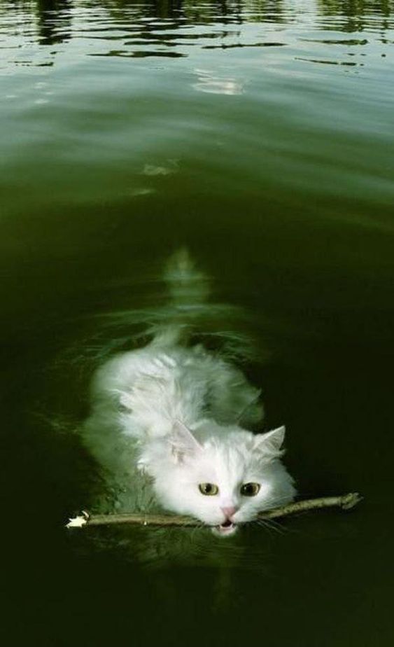 Cat swimming with stidk Blank Meme Template