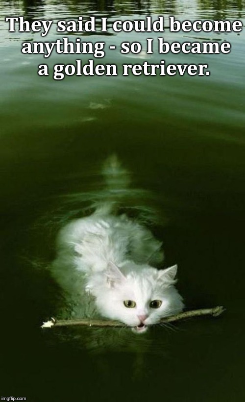 Cat swimming with stidk | They said I could become anything - so I became a golden retriever. | image tagged in cat swimming with stidk | made w/ Imgflip meme maker