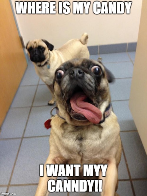 pug love | WHERE IS MY CANDY; I WANT MYY CANNDY!! | image tagged in pug love | made w/ Imgflip meme maker