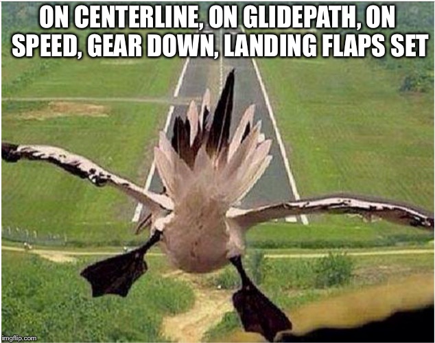 Duck landing | ON CENTERLINE, ON GLIDEPATH, ON SPEED, GEAR DOWN, LANDING FLAPS SET | image tagged in duck on glide path | made w/ Imgflip meme maker