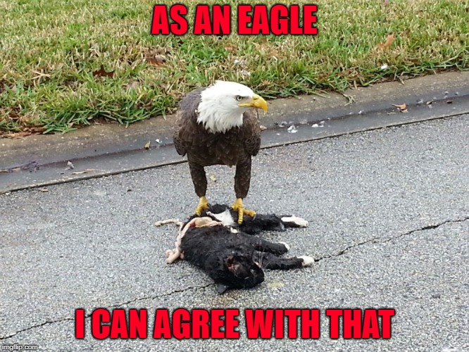 AS AN EAGLE; I CAN AGREE WITH THAT | made w/ Imgflip meme maker